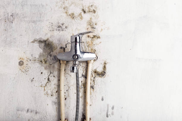 Best Fast Mold Removal  in Canby, MN