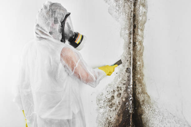 Best Crawl Space Mold Removal  in Canby, MN