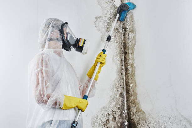 Best Black Mold Removal  in Canby, MN