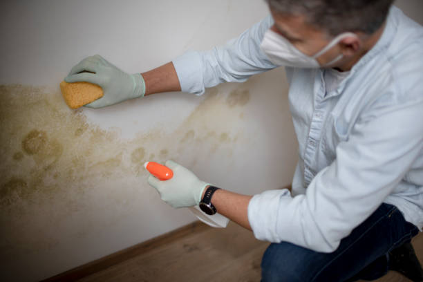Best Affordable Mold Removal  in Canby, MN