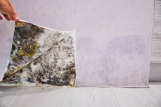 Office Mold Removal Services in Canby, MN